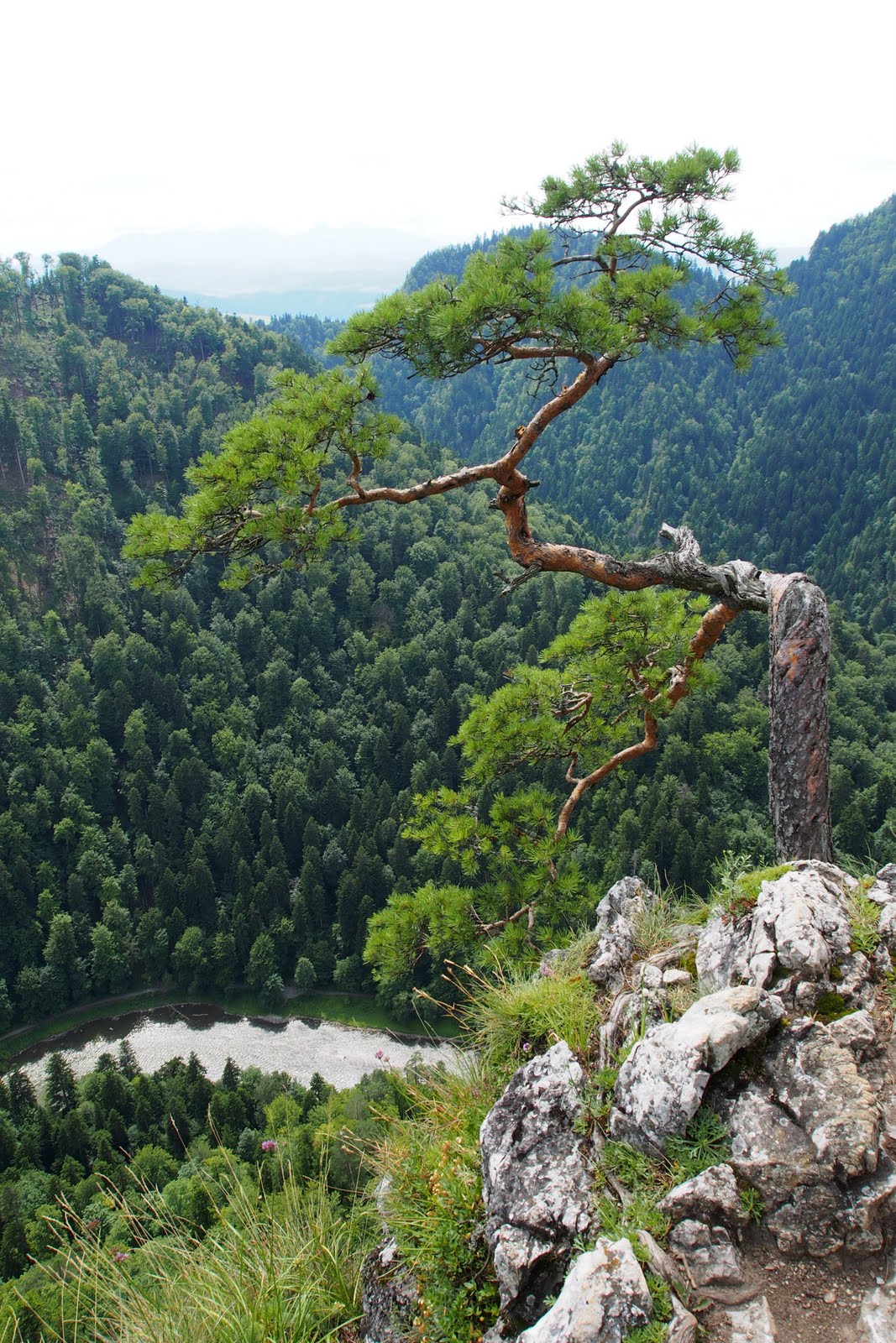 Samotne drzewo rosnące na wysokiej skale, pod nim widać połacie górskiej roślinności oraz małą rzekę, nad nim zachmurzone niebo