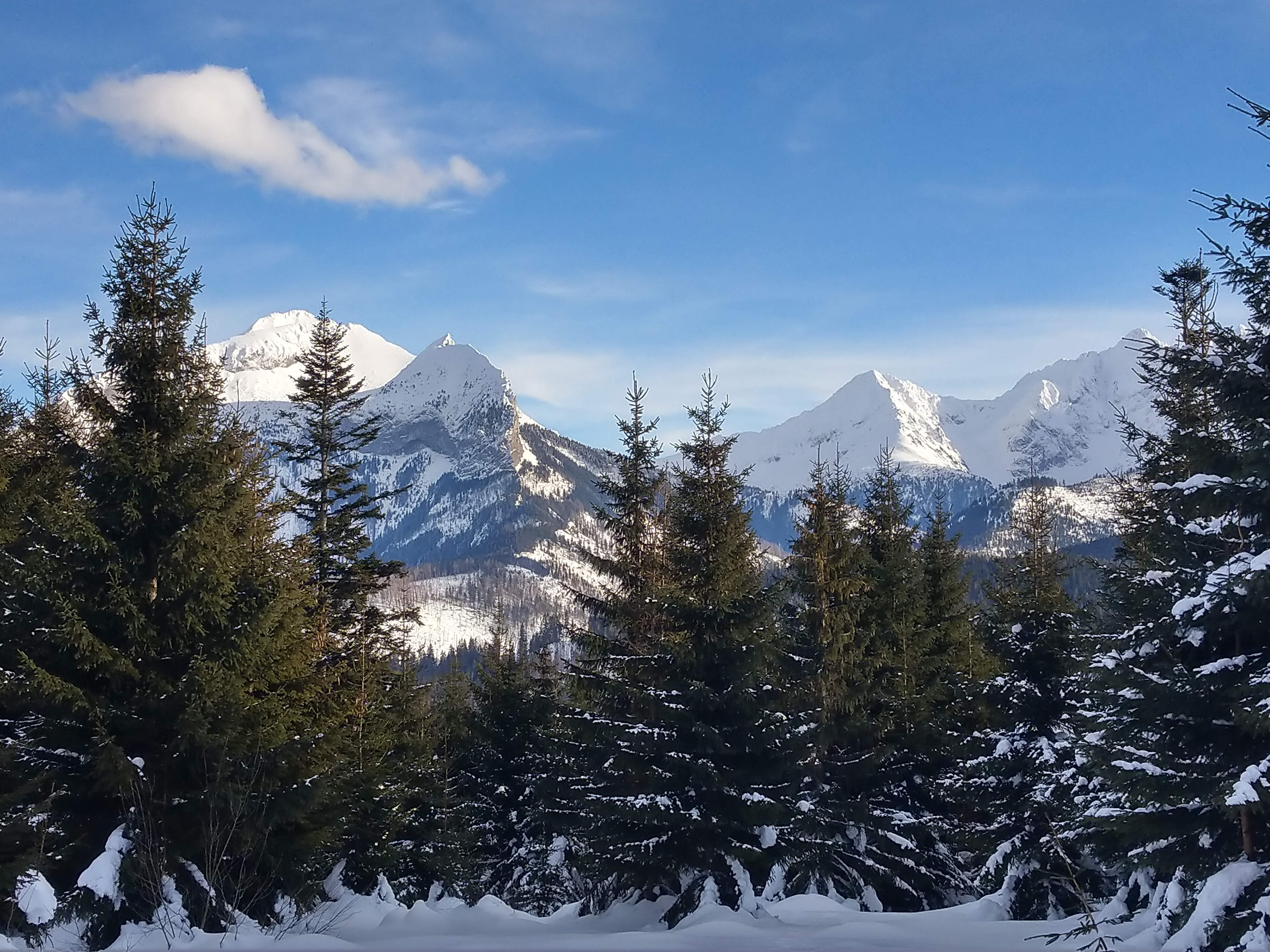 Zimowy pejzaż, na pierwszym planie drzewa iglaste, w tle ośnieżone góry, jasne niebo z kilkoma chmurami