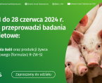 Badanie pogłowia świń oraz produkcji żywca wieprzowego Foto