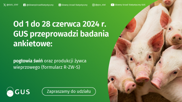 Badanie pogłowia świń oraz produkcji żywca wieprzowego