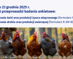 Przeprowadzamy badania statystyczne z zakresu rolnictwa: Badanie pogłowia świń oraz produkcji żywca wieprzowego oraz Badanie pogłowia drobiu oraz produkcji zwierzęcej  Foto